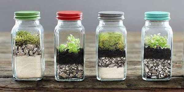 Le mini-jardin peut être dans les banques les plus ordinaires. Il est important que le verre soit blanc et transparent