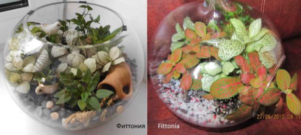 L'une des plantes les plus populaires pour la culture dans le florarium est Fittonia