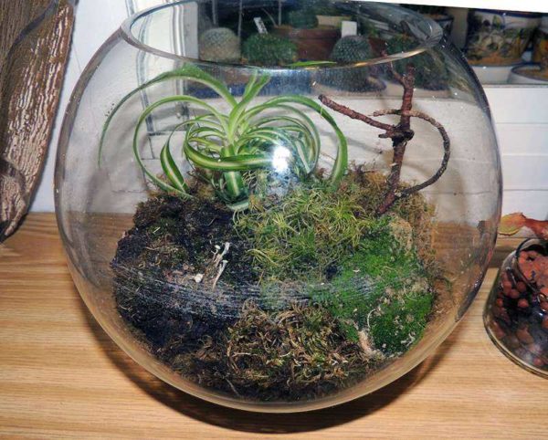 Vous n'êtes pas obligé d'acheter une plante rare. De très bonnes compositions sont obtenues à partir de ce qui est à portée de main