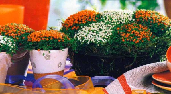 Mousse de corail ou Nertera. Cette plante peut être une décoration, mais il est difficile d'obtenir l'apparence de baies dans un pot ou une boule