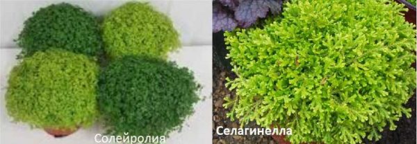 Deux autres plantes qui peuvent remplacer la mousse dans le florarium