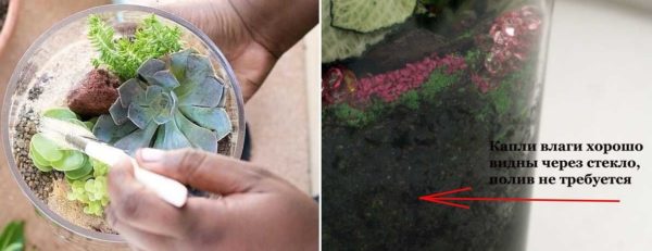 Secrets de prendre soin d'un florarium miniature