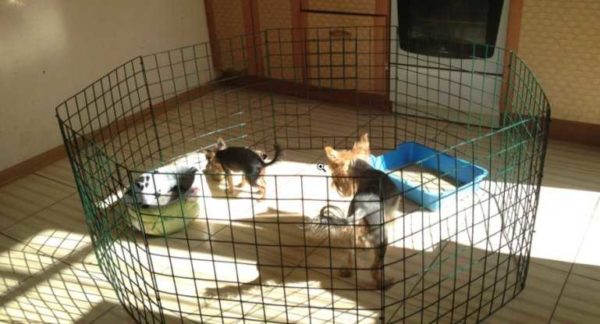 Ceci est une volière (clôture) pour les petits chiens