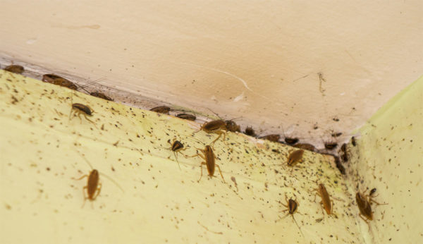 Cockroach Nest - Contrôle des cafards